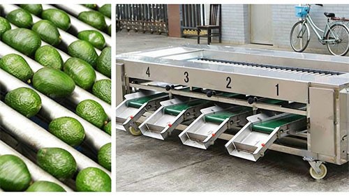 Avocado-Sorting-Machine-For-Sale Avocado-Sorting-Machine-For-Sale