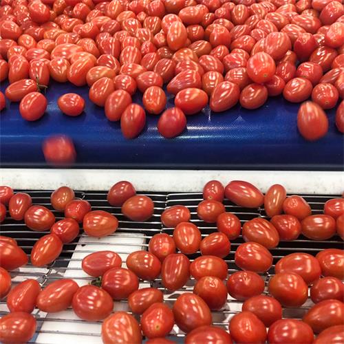 tomato-sorting-conveyor Tomatoes feeding onto sorting conveyor