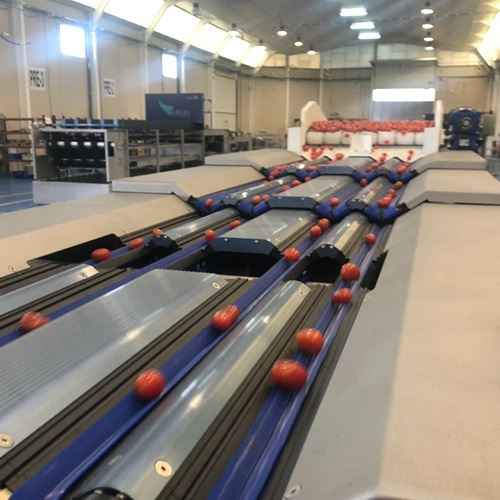 Tomato Sorting Machine